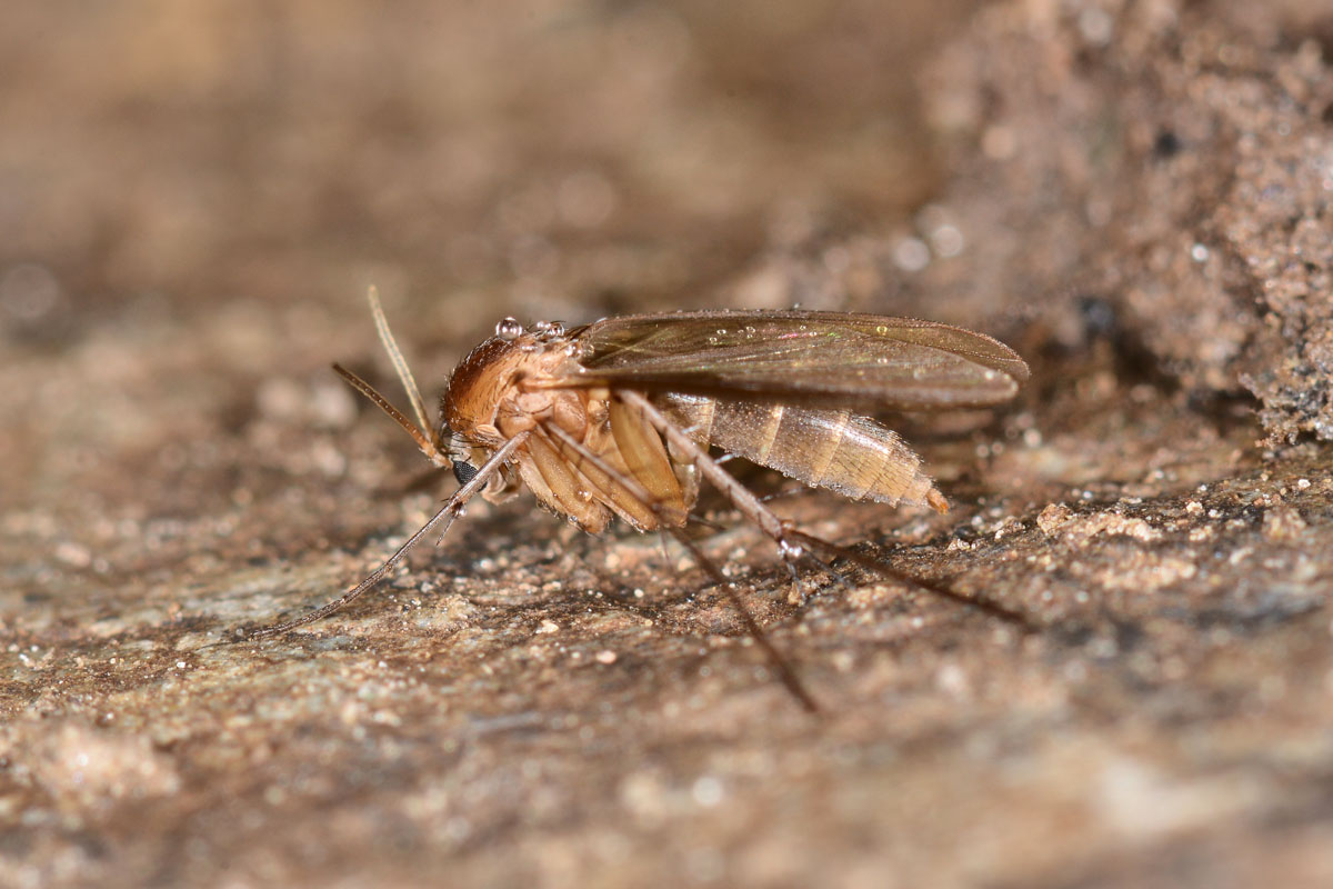 Mycetophila sp.?   S !